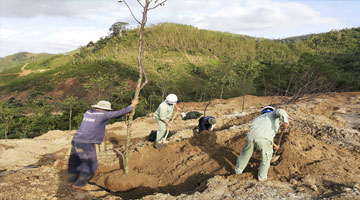 Thiên Tân Group trồng cây phủ xanh đất trống đồi trọc